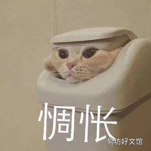 让猫自愿剪指甲小妙招(给猫剪指甲的好办法)