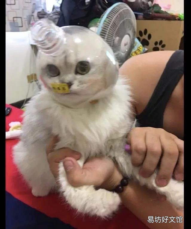 让猫自愿剪指甲小妙招(给猫剪指甲的好办法)