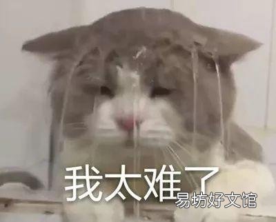 让猫自愿剪指甲小妙招(给猫剪指甲的好办法)