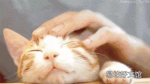 让猫自愿剪指甲小妙招(给猫剪指甲的好办法)