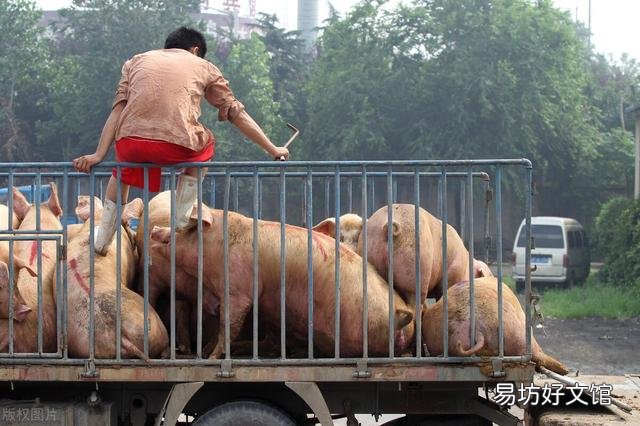 养猪户现在每头亏损五六百元,已经处于深亏损状态,何时才是底?