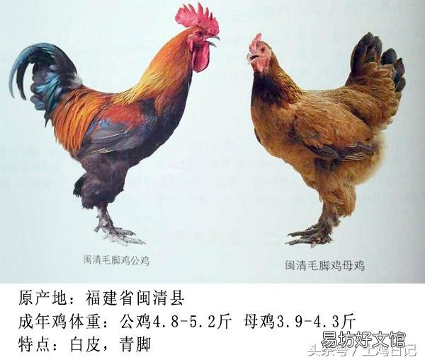 土鸡主要的品种有哪些?