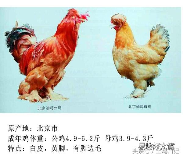 土鸡主要的品种有哪些?