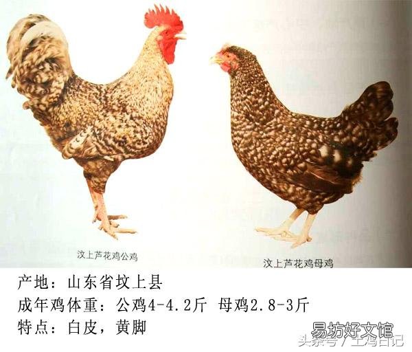 土鸡主要的品种有哪些?