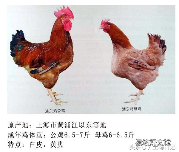 土鸡主要的品种有哪些?