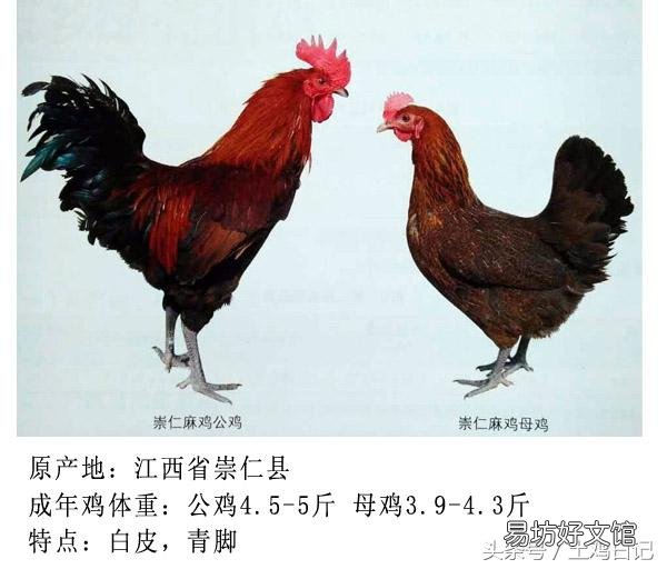土鸡主要的品种有哪些?