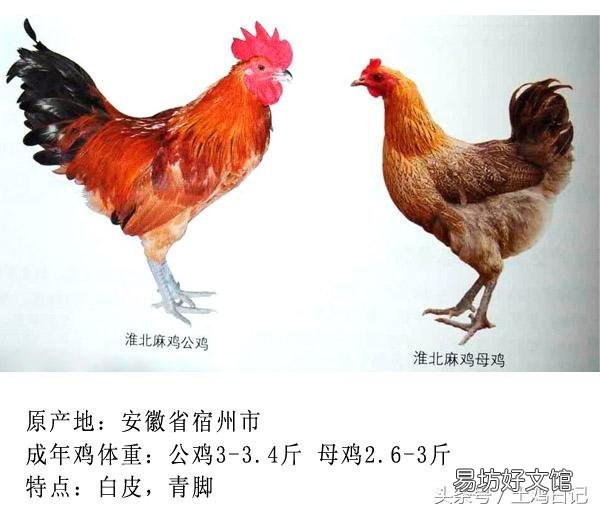 土鸡主要的品种有哪些?