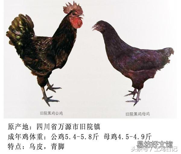土鸡主要的品种有哪些?