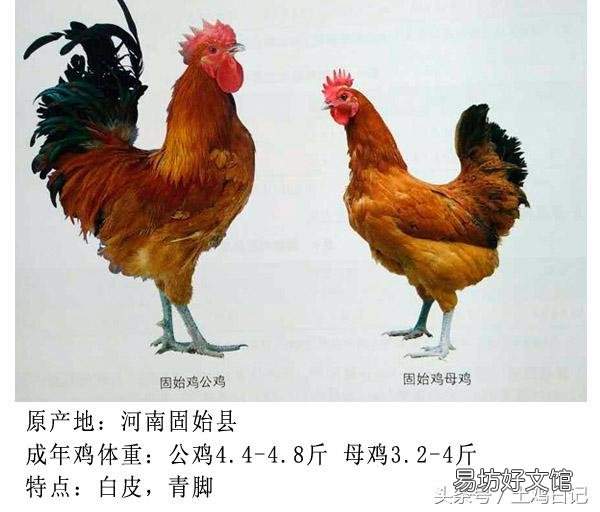 土鸡主要的品种有哪些?