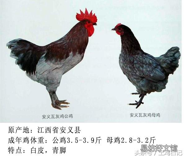 土鸡主要的品种有哪些?