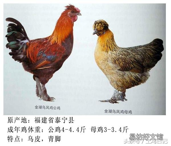土鸡主要的品种有哪些?