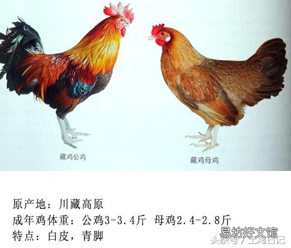 土鸡主要的品种有哪些?