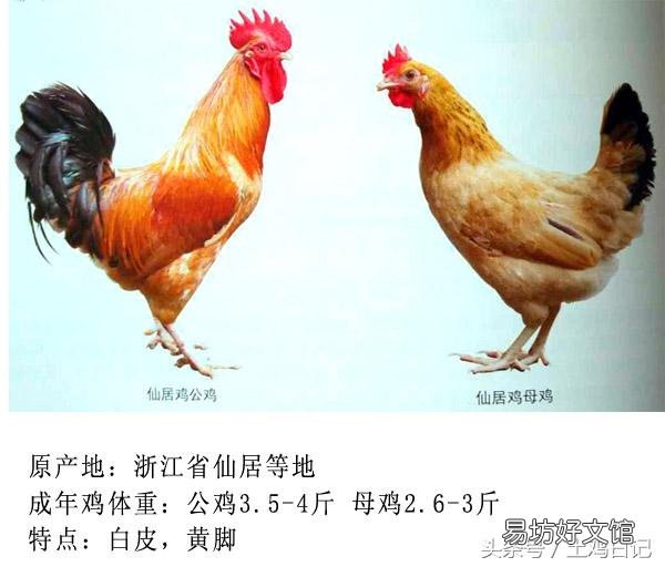 土鸡主要的品种有哪些?