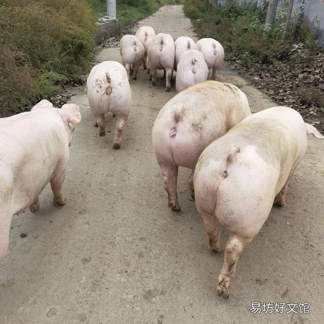今年农村用粮食喂养的年猪卖12元一斤贵吗?