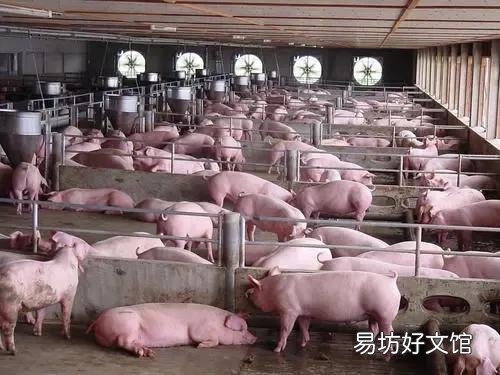 今年农村用粮食喂养的年猪卖12元一斤贵吗?