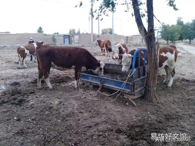 养牛户买牛时,如何判断牛的年龄?