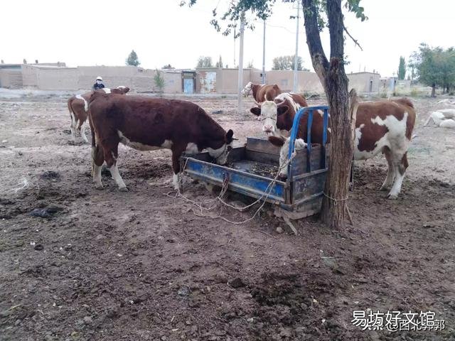 养牛户买牛时,如何判断牛的年龄?