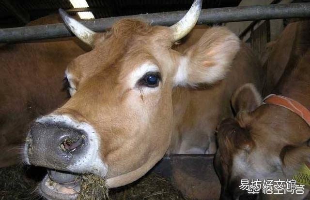 养牛户买牛时,如何判断牛的年龄?
