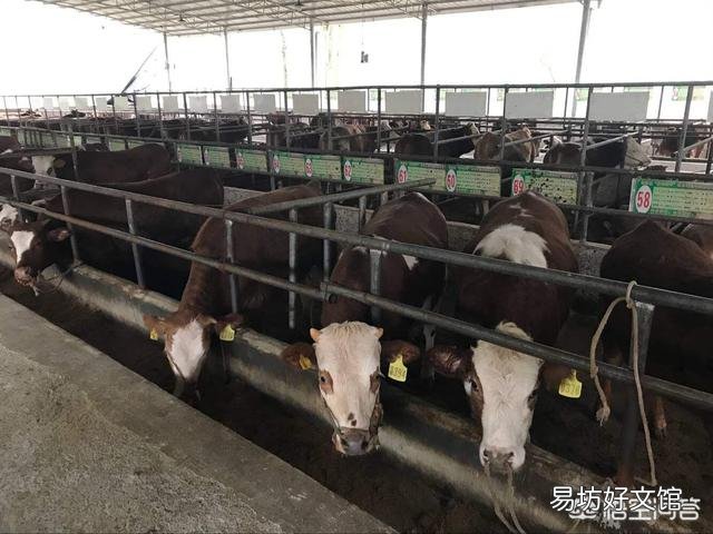 养牛户买牛时,如何判断牛的年龄?