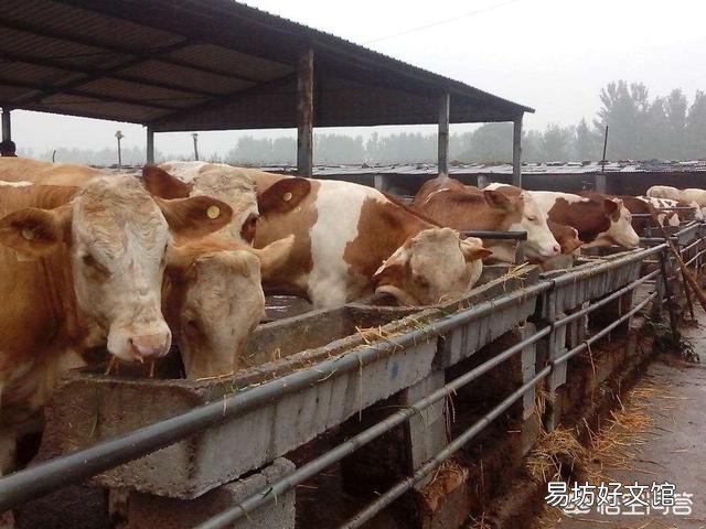 养牛户买牛时,如何判断牛的年龄?