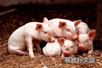 现在开始从小猪养起可行吗?