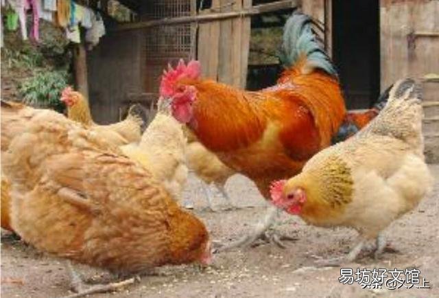 我想养鸡,就是养100多只的,散养的那种,要注意什么?