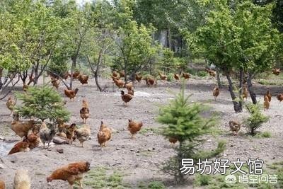 我想养鸡,就是养100多只的,散养的那种,要注意什么?