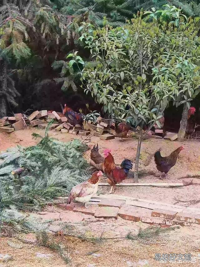 我想养鸡,就是养100多只的,散养的那种,要注意什么?