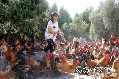 我想养鸡,就是养100多只的,散养的那种,要注意什么?