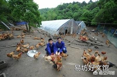 我想养鸡,就是养100多只的,散养的那种,要注意什么?