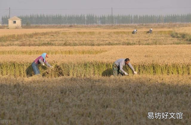 在家种田一年3万,外出打工一天200元,你怎么选择?