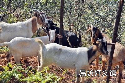 怎样养羊才能在羊价低的时候有利润?