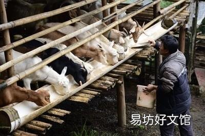 怎样养羊才能在羊价低的时候有利润?