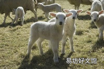 怎样养羊才能在羊价低的时候有利润?