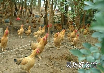 户外养鸡，大家都是怎么避免老鹰抓鸡呢？