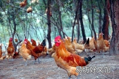 户外养鸡，大家都是怎么避免老鹰抓鸡呢？