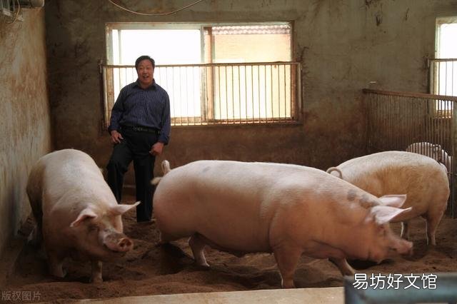 猪企补贴近5亿,却越补越亏?中小户加剧淘汰,养殖业如何洗牌?