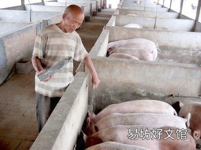 猪肉价格暴跌,持续5个月,究竟是为何?