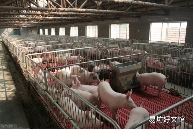 养猪大企急速扩张，散户清退，未来猪价怎么走？