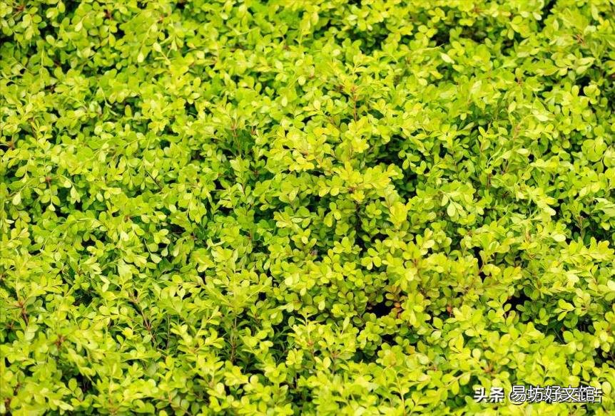 谭木匠水黄杨木梳好吗 水黄杨木