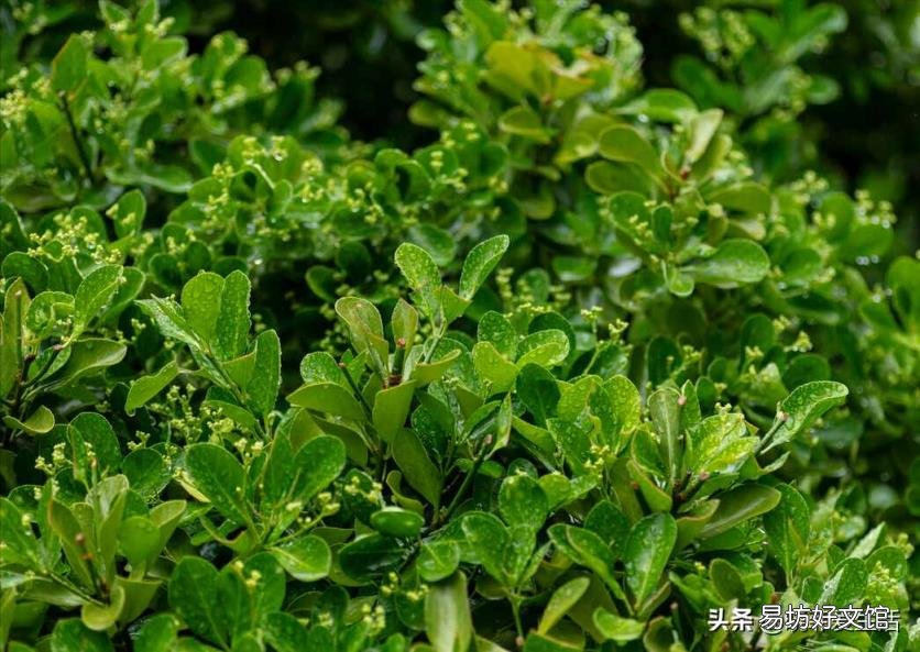谭木匠水黄杨木梳好吗 水黄杨木