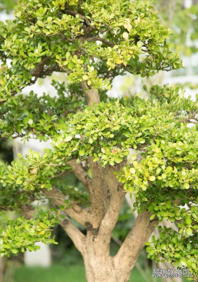 谭木匠水黄杨木梳好吗 水黄杨木