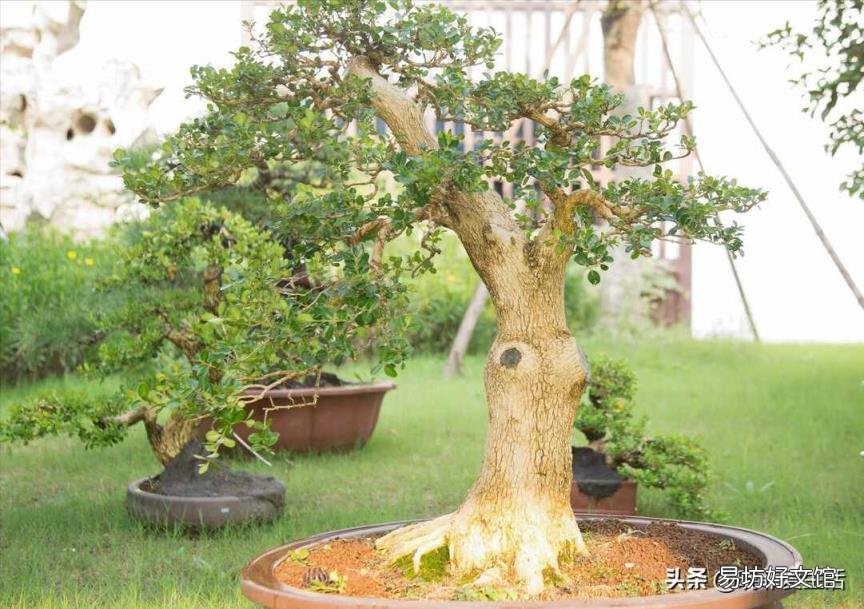 谭木匠水黄杨木梳好吗 水黄杨木