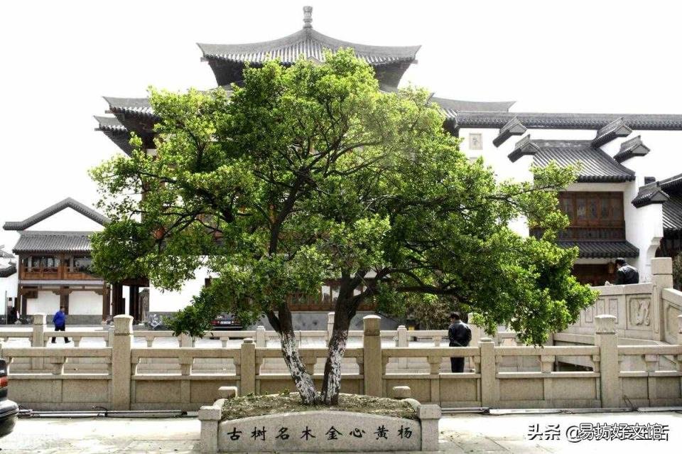谭木匠水黄杨木梳好吗 水黄杨木