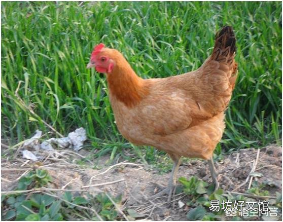 你吃过最正宗的土鸡吗?