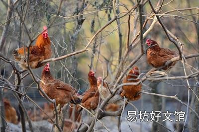 你吃过最正宗的土鸡吗?