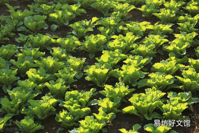 为什么现在有些蔬菜比一些肉类都贵?