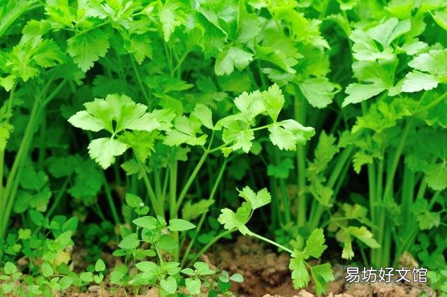 为什么现在有些蔬菜比一些肉类都贵?