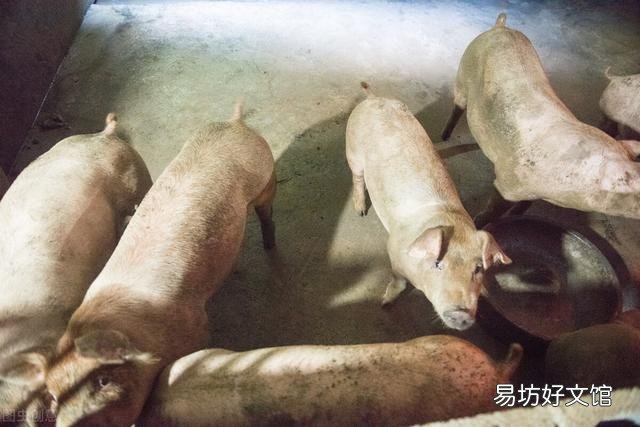 生猪价格呈现上涨趋势,市场出现回暖,后期是否还会上涨?