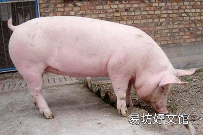 猪价跳水下跌，7元不保？猪价超跌的背后发生了啥？